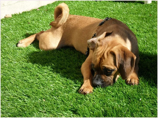 PE PP Softness Friendly Pet Kunstrasen 25 mm wasserdicht für Hunde 4 Ton