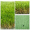 Sgs-Landschaftsmit hoher dichte künstliches Gras für Breite 25mm der Kind4m